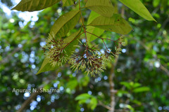 Ixora nigricans